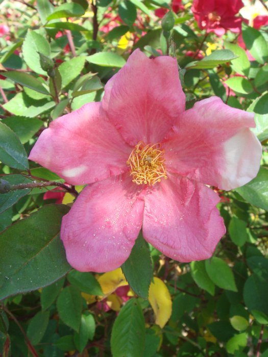 R_chinensis 'Mutabilis' fleur_DM12